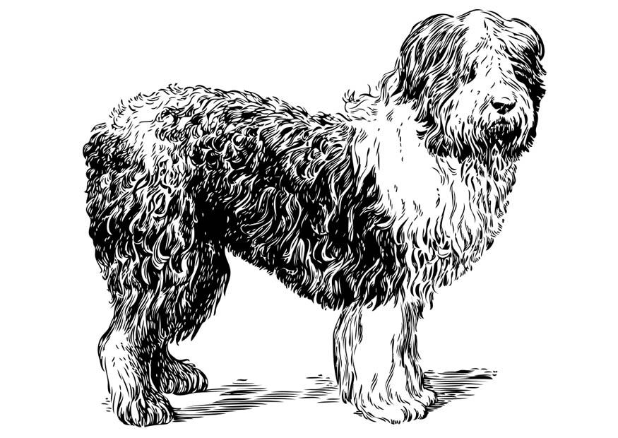 hund - polsk gjeterhund Fargeleggingsbilde hund - polsk gjeterhund