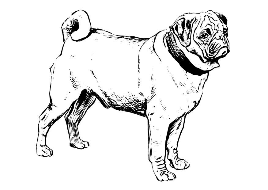 hund - pug Fargeleggingsbilde hund - pug
