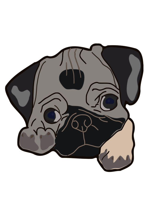 hund - pug bilde hund - pug