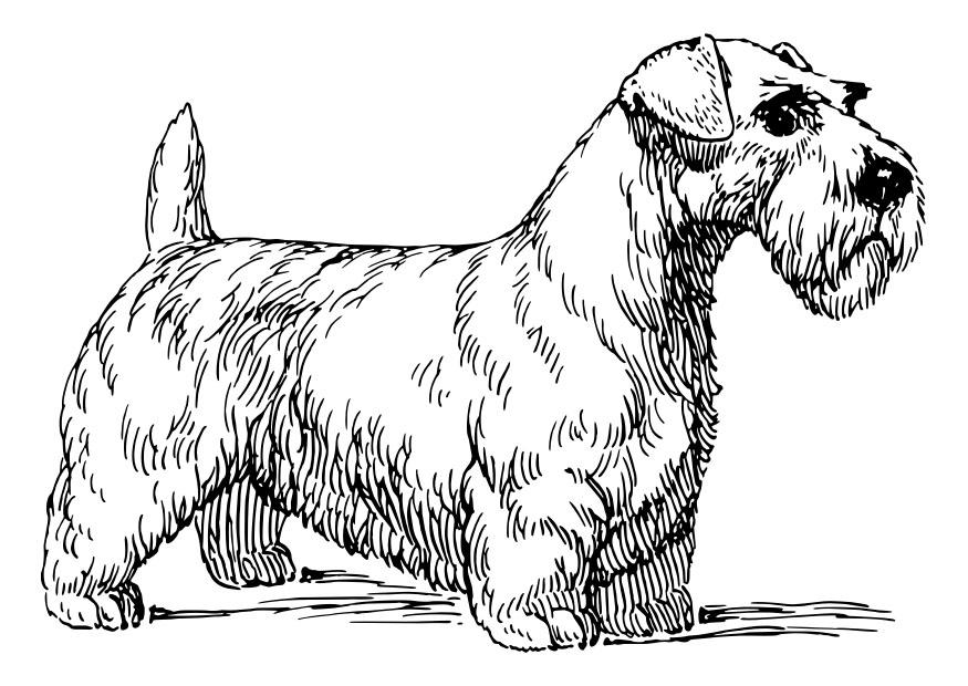 hund - sealy hamterrier Fargeleggingsbilde hund - sealy hamterrier