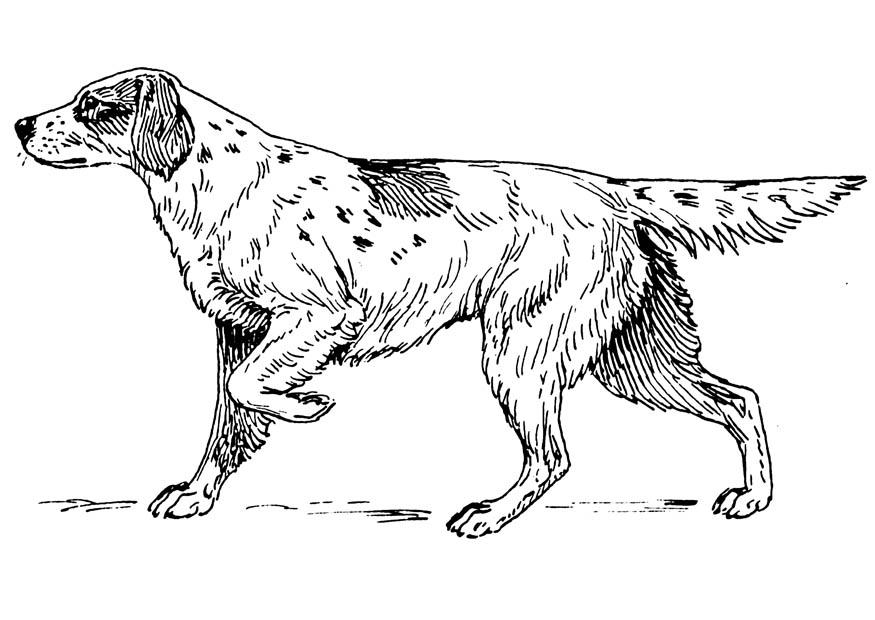 hund - setter Fargeleggingsbilde hund - setter
