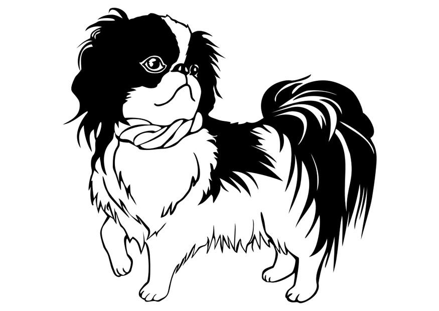hund - shih tzu Fargeleggingsbilde hund - shih tzu