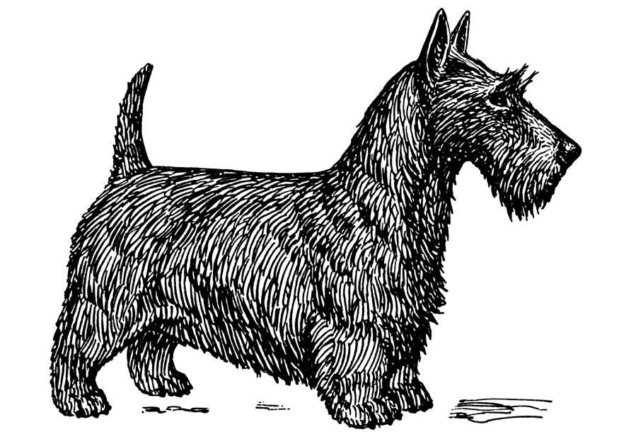 Fargeleggingsbilde hund - skotsk terrier