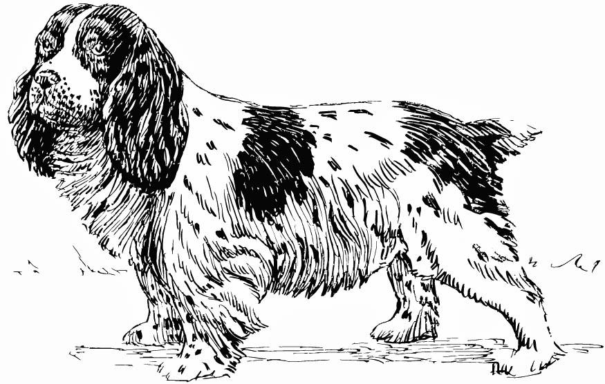 hund - spaniel Fargeleggingsbilde hund - spaniel