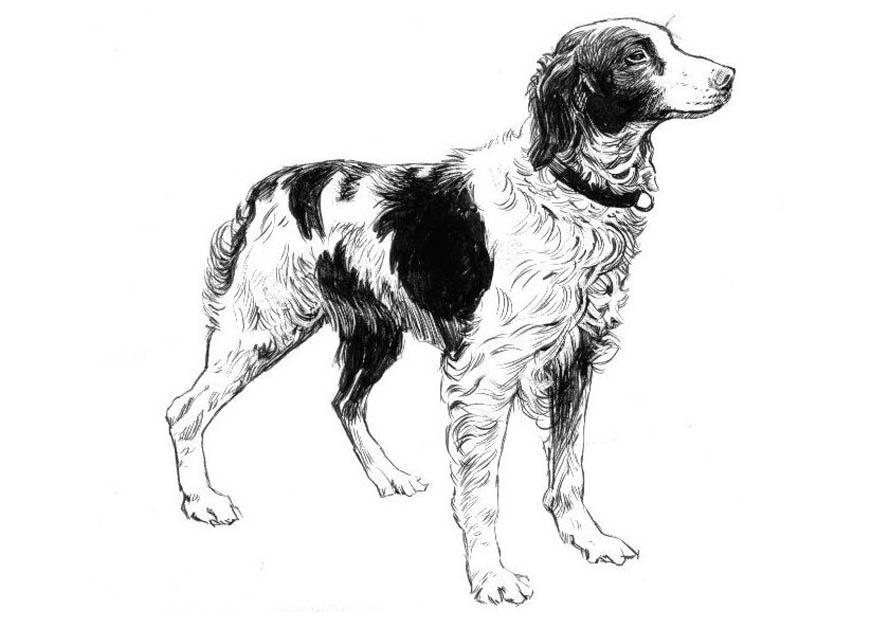 hund - spaniel Fargeleggingsbilde hund - spaniel