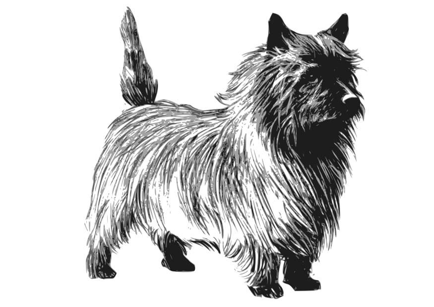 hund - terrier Fargeleggingsbilde hund - terrier