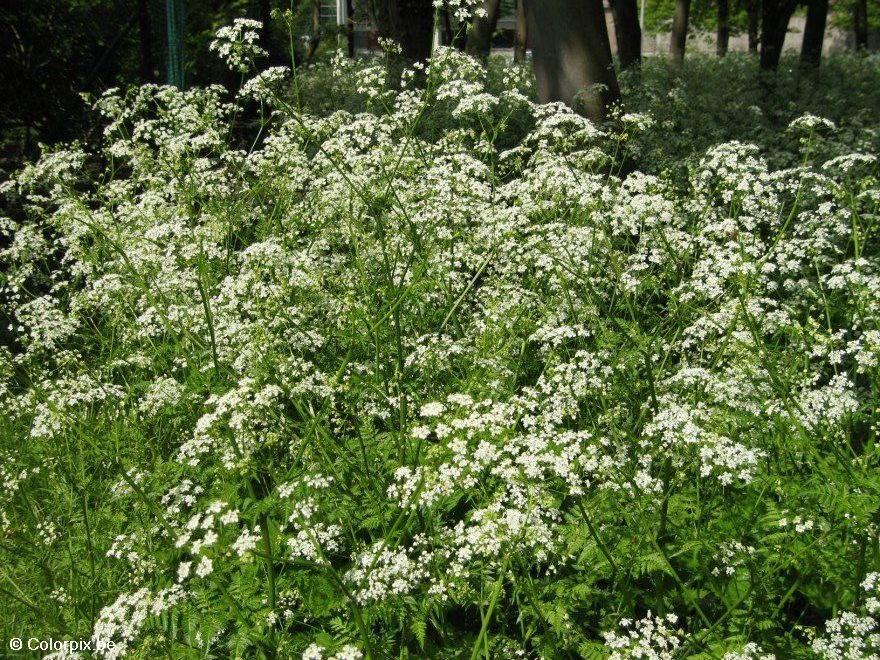 hundeblomster 2 Foto hundeblomster 2