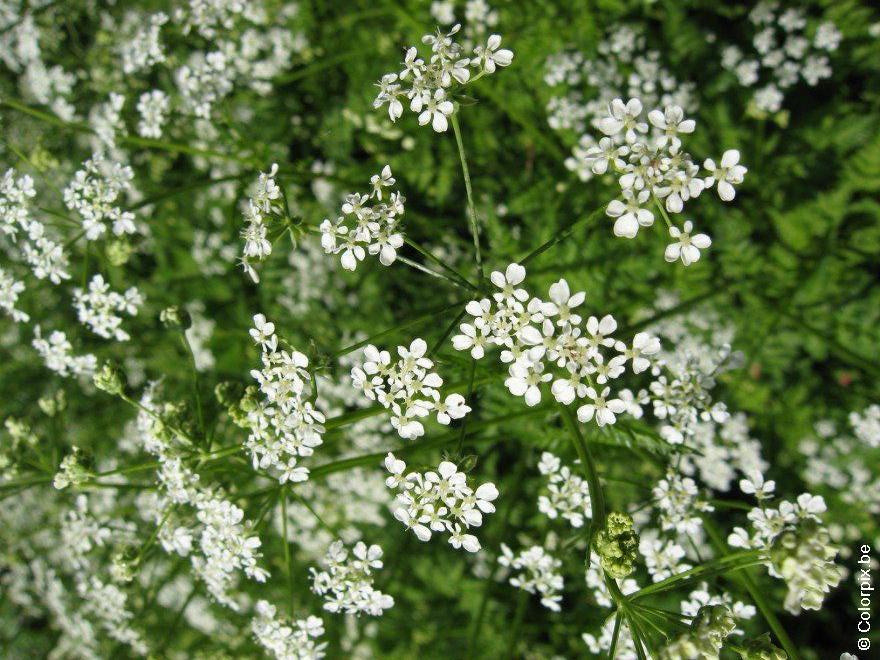 hundeblomster 3 Foto hundeblomster 3