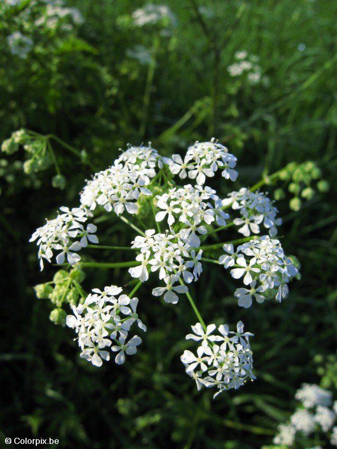 Foto hundeblomster