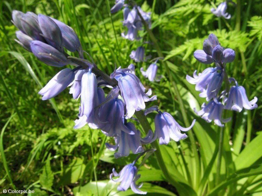 Foto hyacinth 1