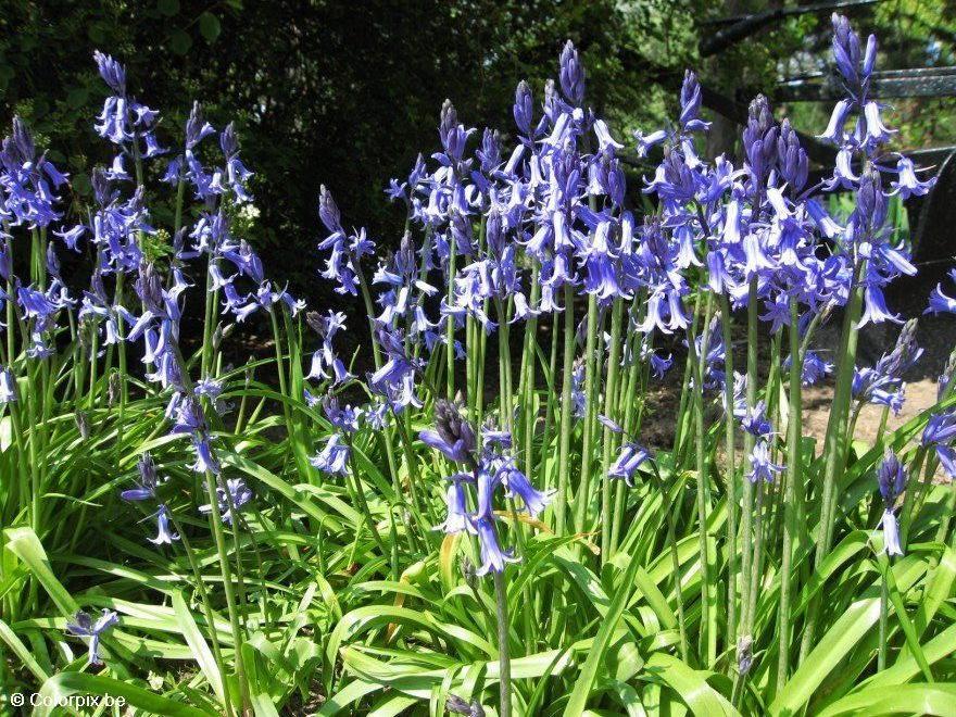 Foto hyacinth 4