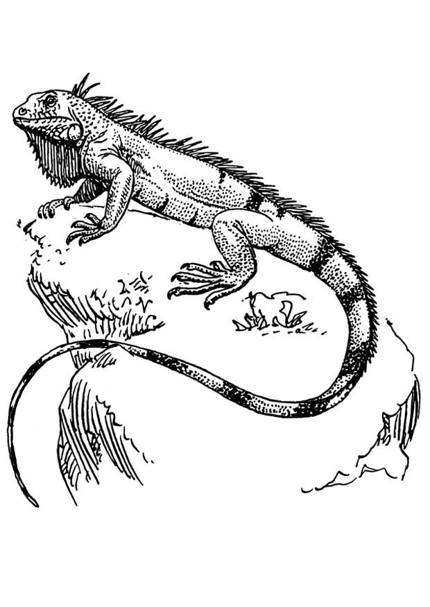 Fargeleggingsbilde iguana