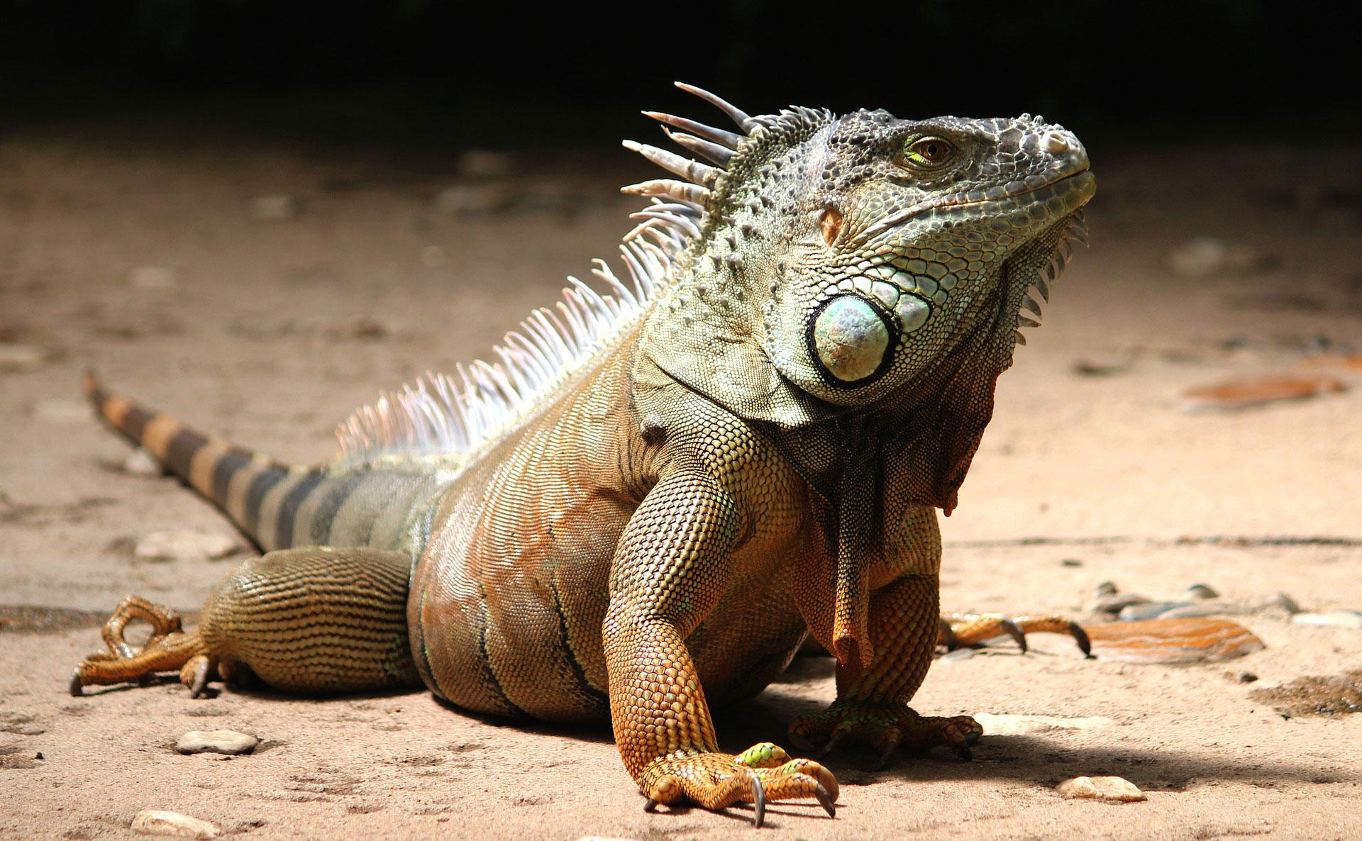 iguana Foto iguana