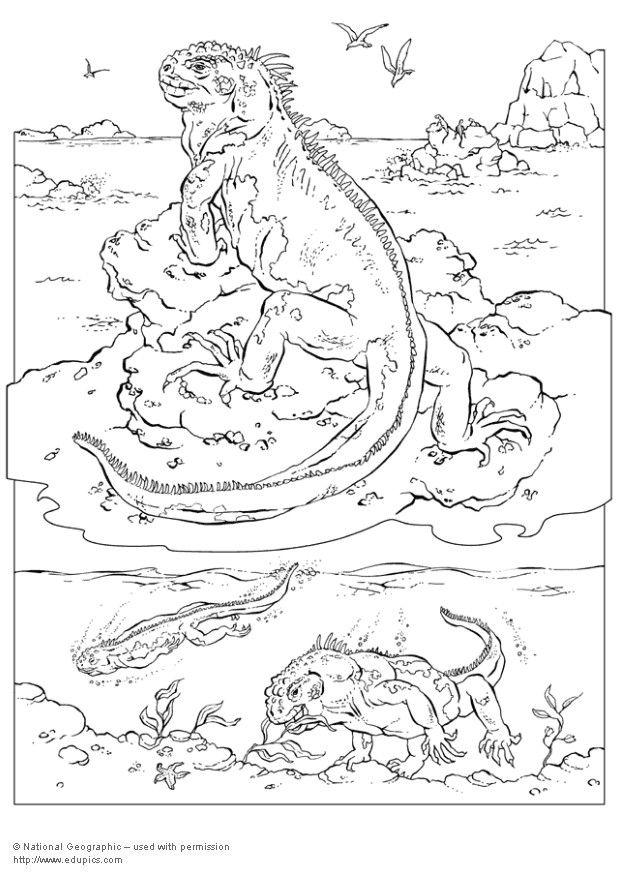 Fargeleggingsbilde iguana