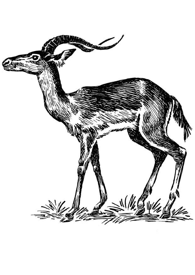 Fargeleggingsbilde impala