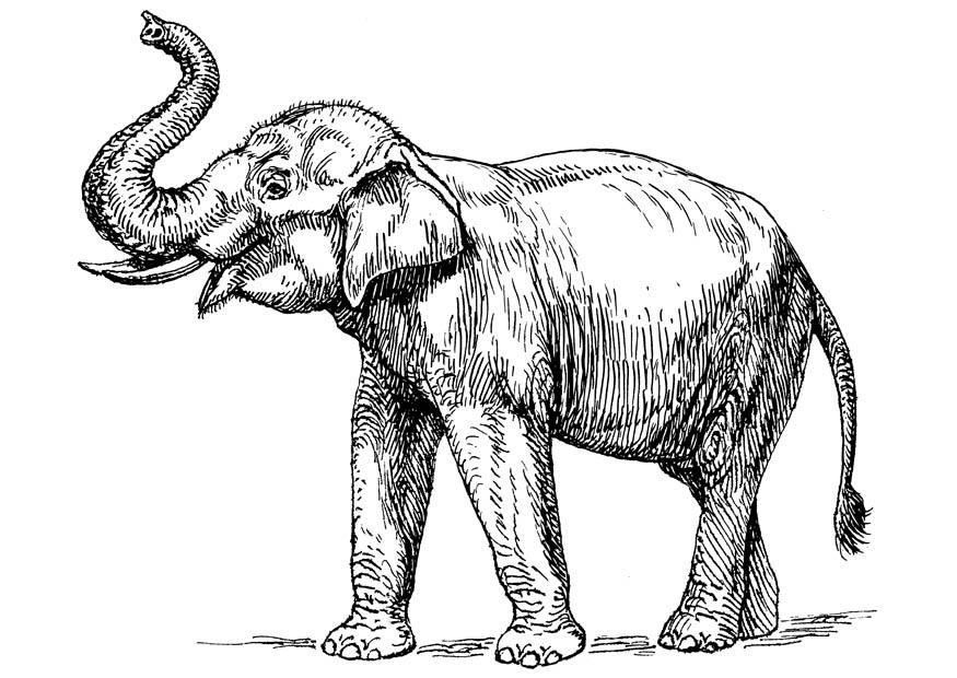 Fargeleggingsbilde indisk elefant