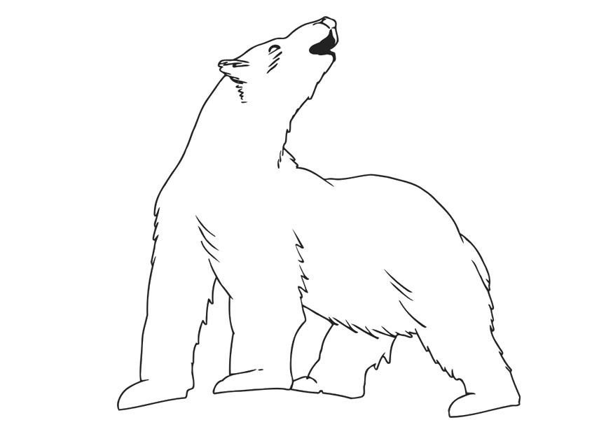 isbjA¸rn Fargeleggingsbilde isbjA¸rn