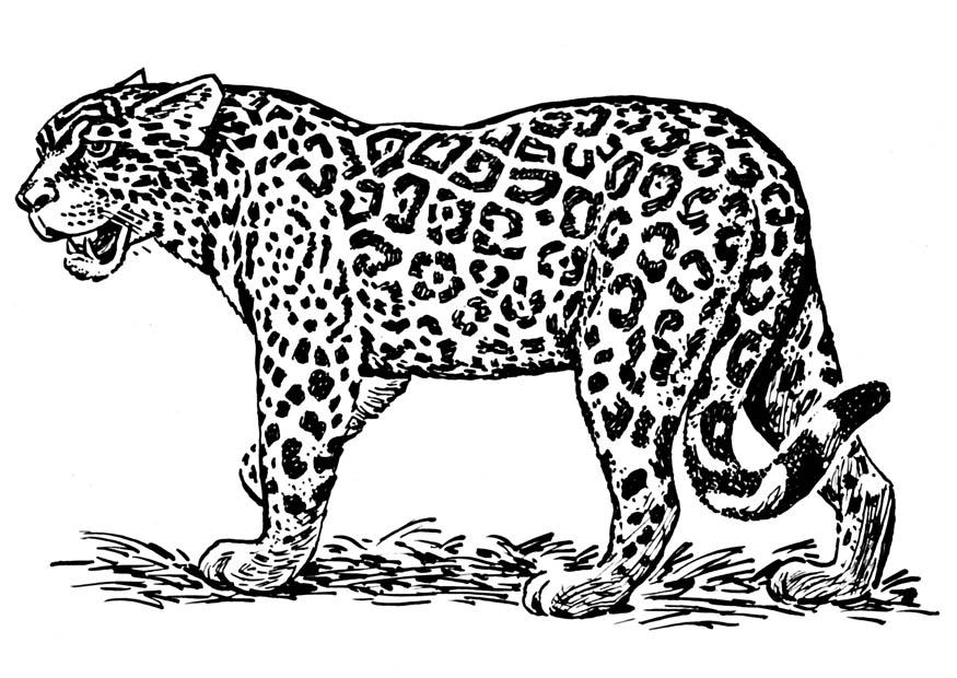 Fargeleggingsbilde jaguar