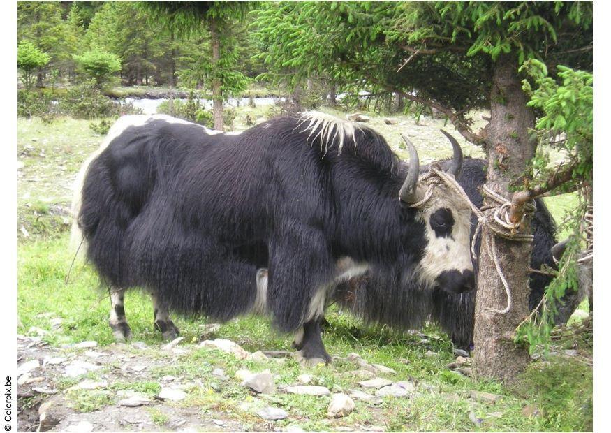 jak Foto jak