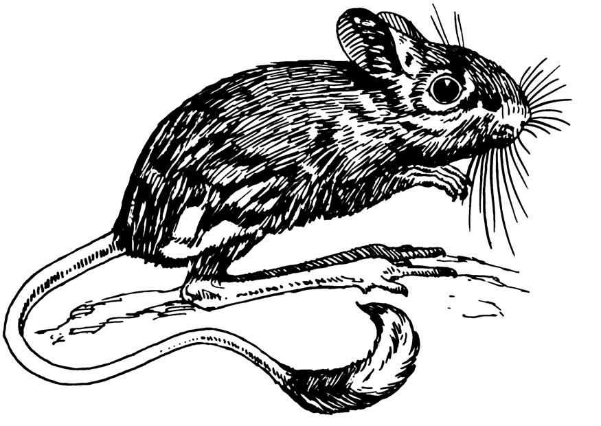 jerboa Fargeleggingsbilde jerboa