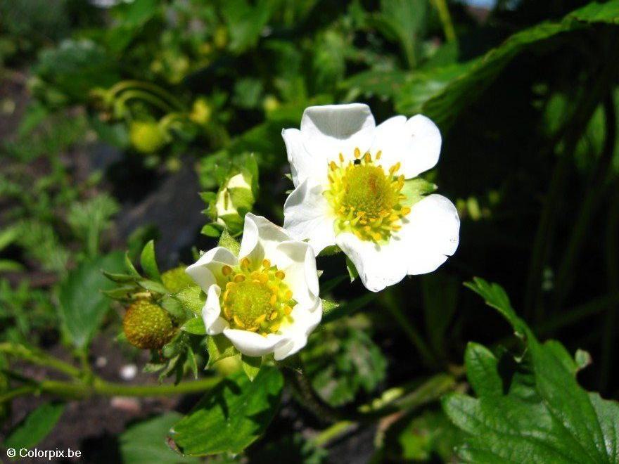 jordbA¦rblomst Foto jordbA¦rblomst