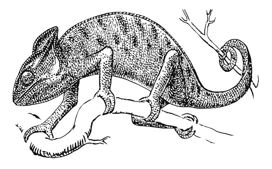 kameleon Fargeleggingsbilde kameleon