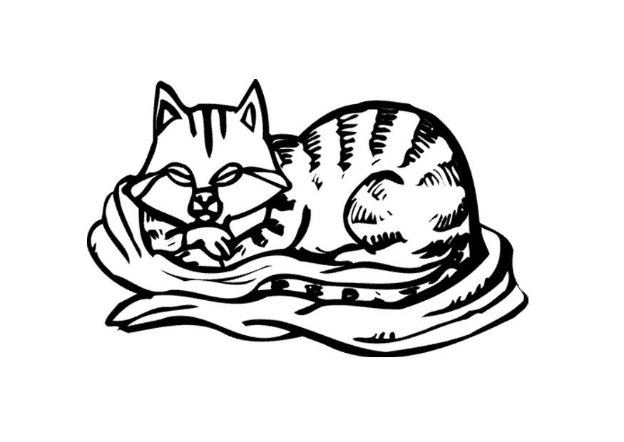 Fargeleggingsbilde katt