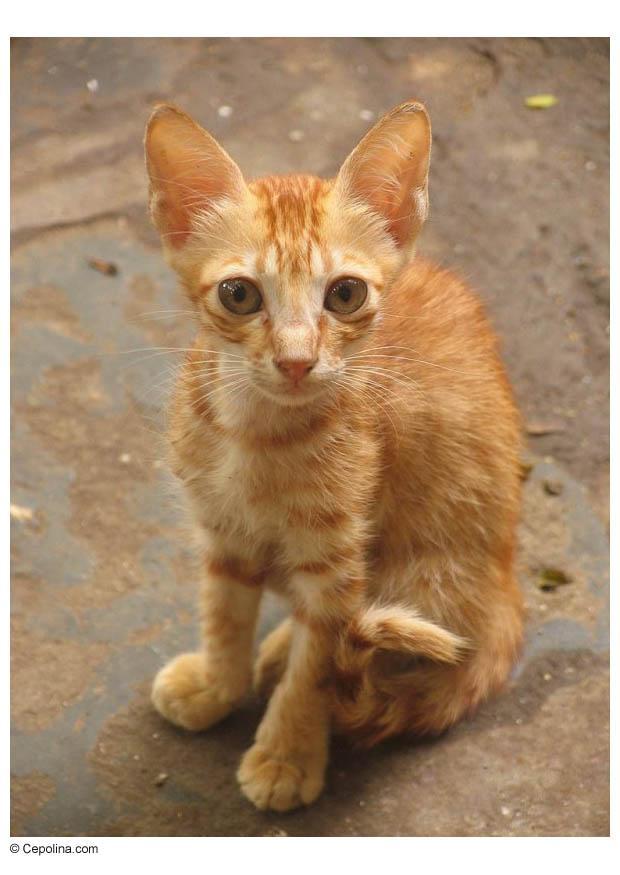katt Foto katt