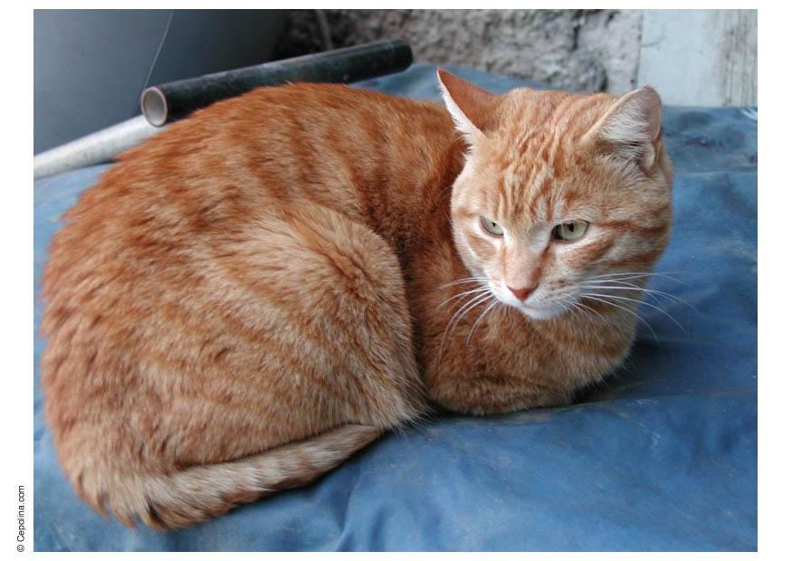 katt Foto katt