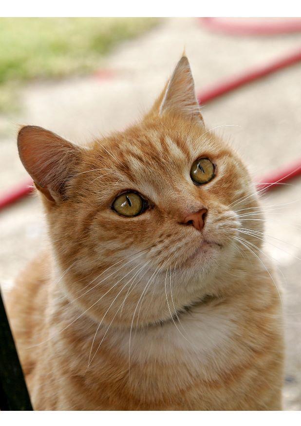 katt Foto katt