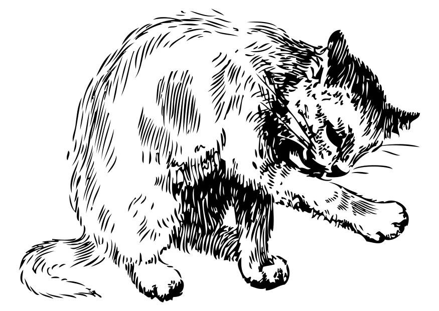 Fargeleggingsbilde katt