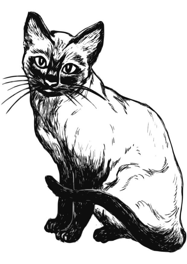 Fargeleggingsbilde katt