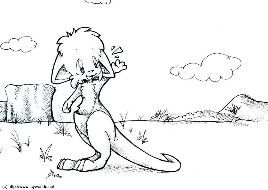 kenguru Fargeleggingsbilde kenguru