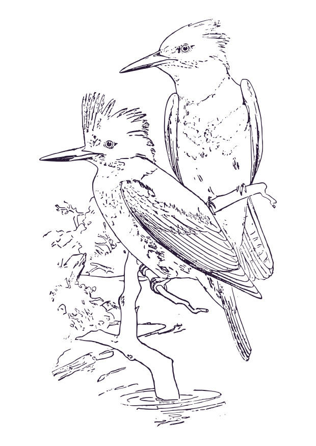 kingfisher Fargeleggingsbilde kingfisher