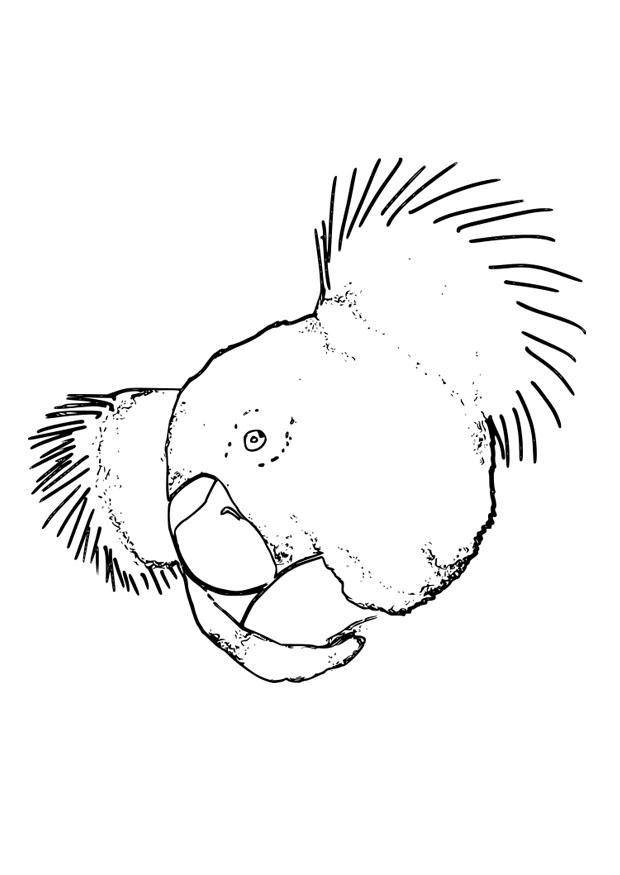koala Fargeleggingsbilde koala
