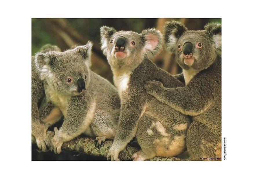 koala Foto koala