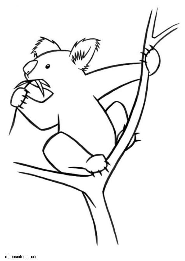 Fargeleggingsbilde koala