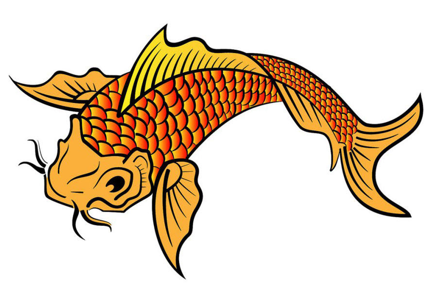 koi bilde koi