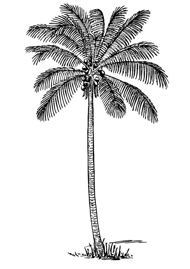 Fargeleggingsbilde kokospalme