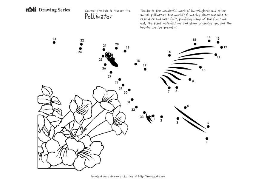 Fargeleggingsbilde kolibri