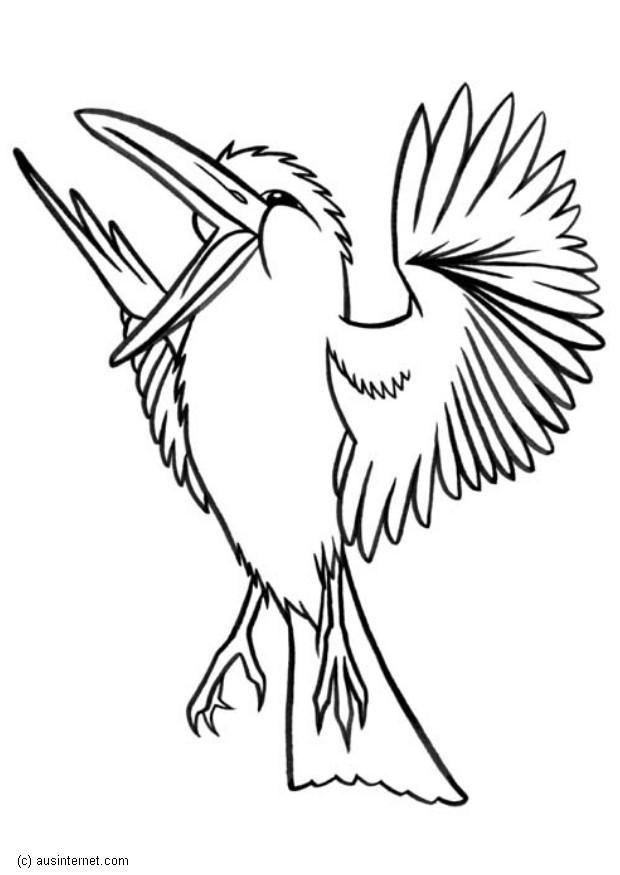 kookaburra Fargeleggingsbilde kookaburra
