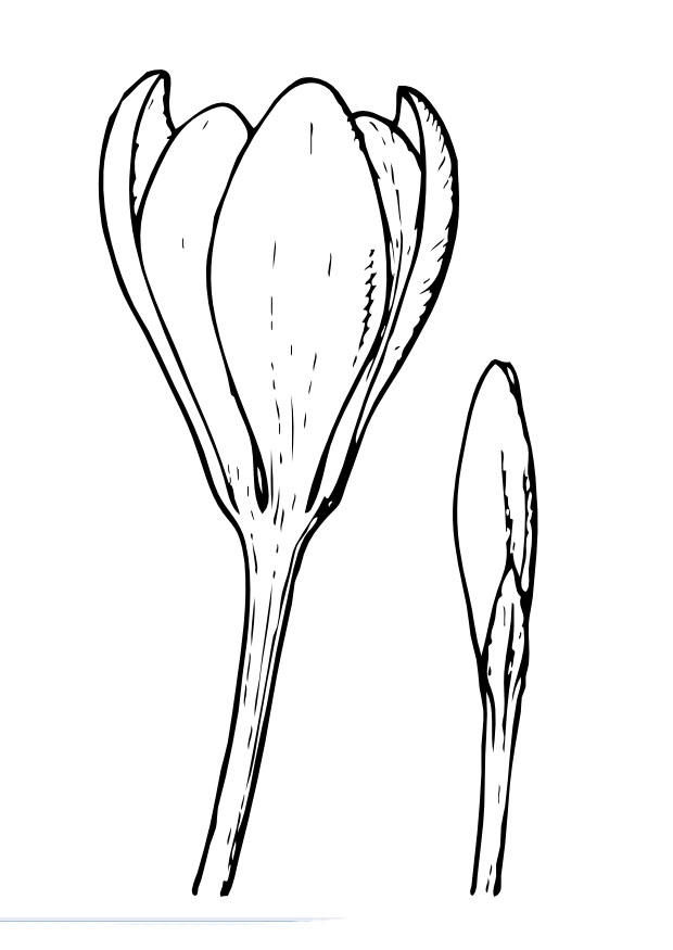Fargeleggingsbilde krokus