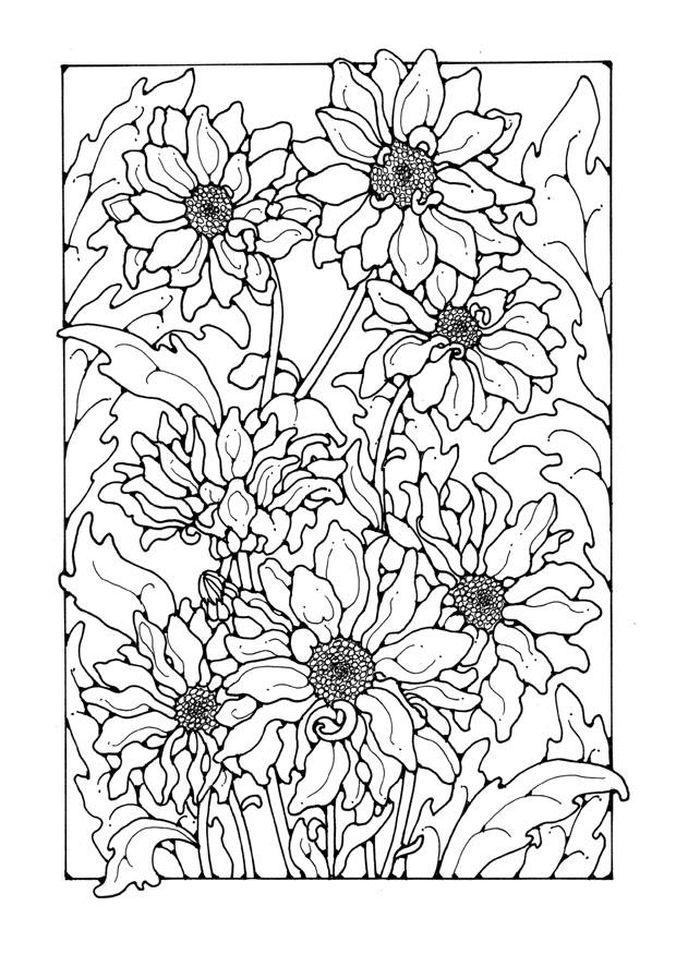 krysantemum Fargeleggingsbilde krysantemum