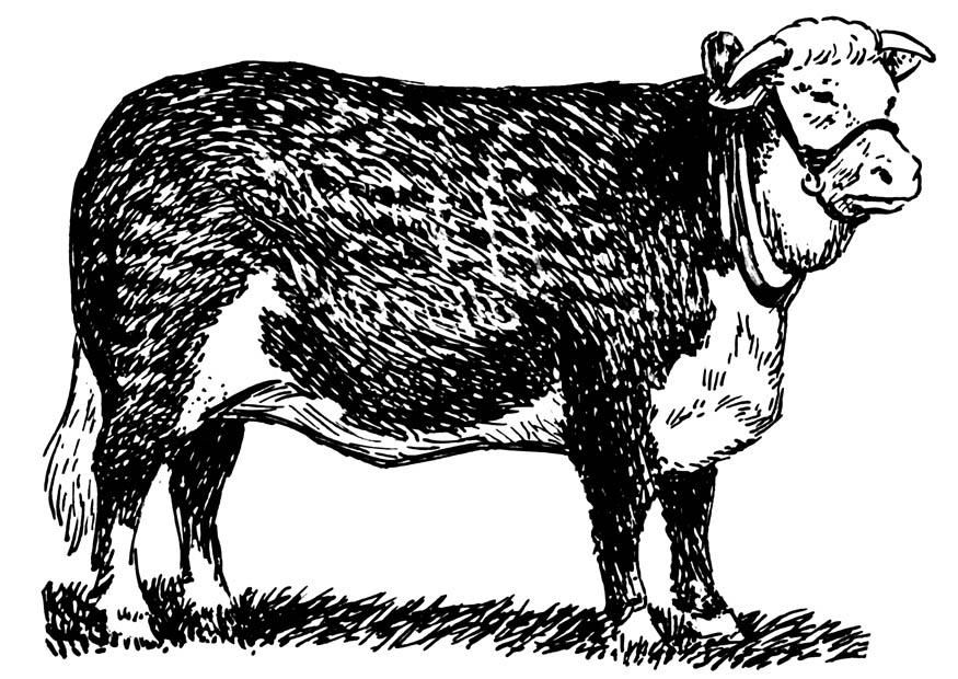 ku - hereford Fargeleggingsbilde ku - hereford