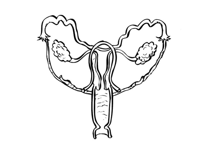 kvinnens forplantningsorgan Fargeleggingsbilde kvinnens forplantningsorgan