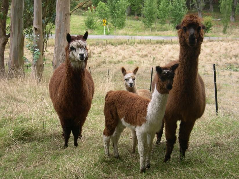 lama Foto lama