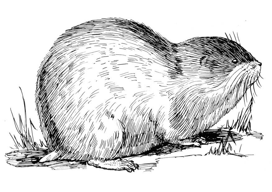 Fargeleggingsbilde lemming