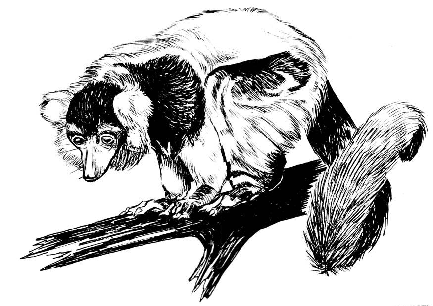 lemur Fargeleggingsbilde lemur