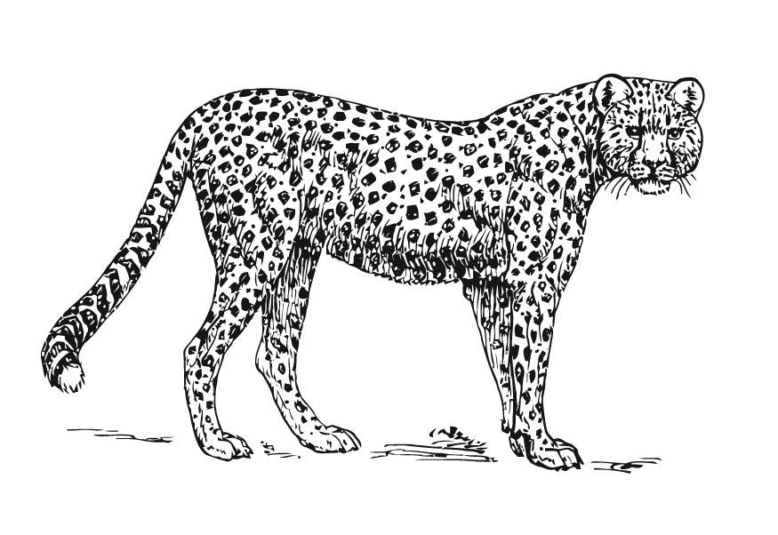 Fargeleggingsbilde leopard