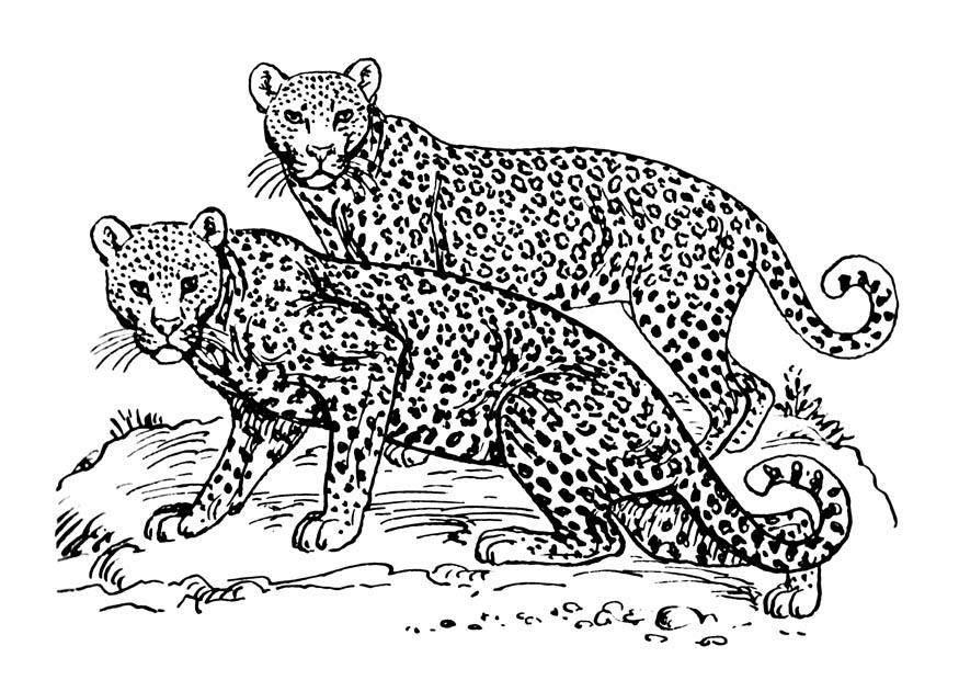 Fargeleggingsbilde leopard